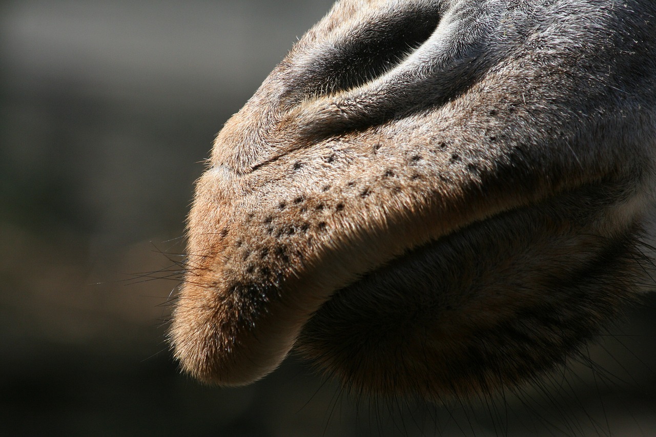 Safety Tips for Wildlife Photographers